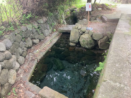 島原 われん川の彼岸花IMG_7801