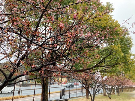 2022.02.21 大村市 久原公園 河津桜IMG_9064