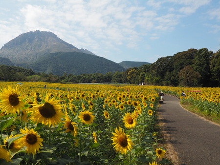 2022.10.22 島原市 火張山花公園PA221956