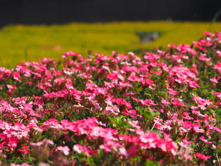 2022.10.22 島原市 火張山花公園PA221895