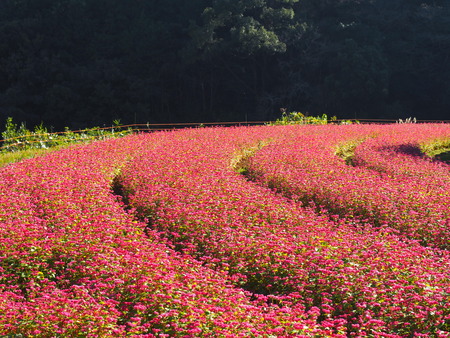 ����Ծ�Ĺ��Į�ĸ����ֶ����β�PB161385