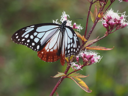 ���ޤФ��ĥ���ָ��ࡡ�������ޥ���PB021400