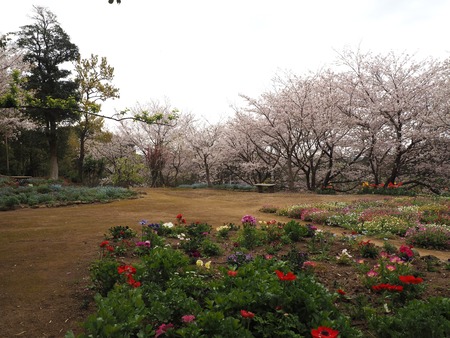 2023.04.01 雲仙市吾妻町 馬渡さんの花畑P1011310