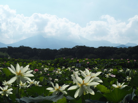 2025.07.22¡¡ëÝÁá»Ô¡¡ÅâÈæ¥Ï¥¹±à¡¡ÁÐÆ¬Ï¡P7230141