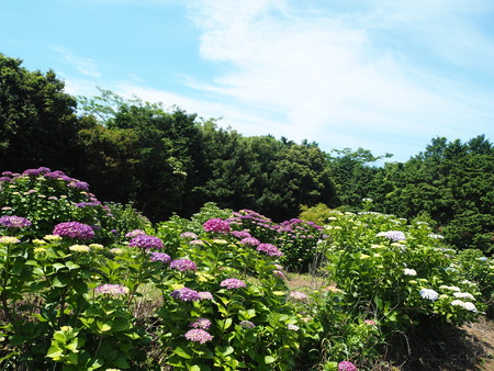 2021.05.28������Կ���Į���å���������P5232138