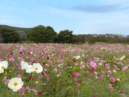 �縶��ĥ���ָ��ॳ���⥹IMG_1898