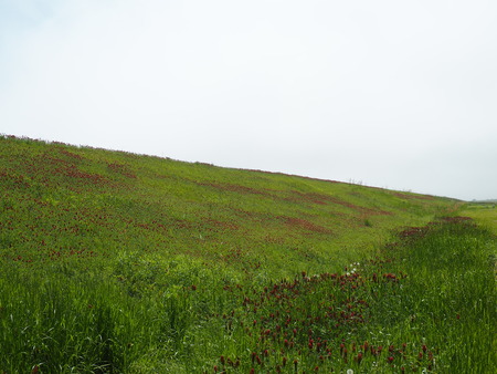 2022.04.25 諫早市小野島町 諫早湾中央干拓P4250243