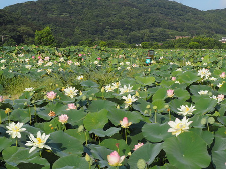 唐比ハス園P1010420