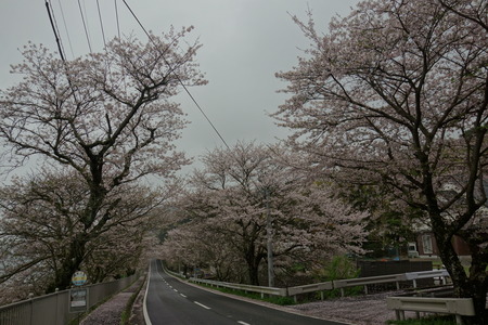 3−多良見町古川の桜並木DSC01981
