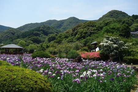 13-佐々町 花菖蒲まつりDSC07499