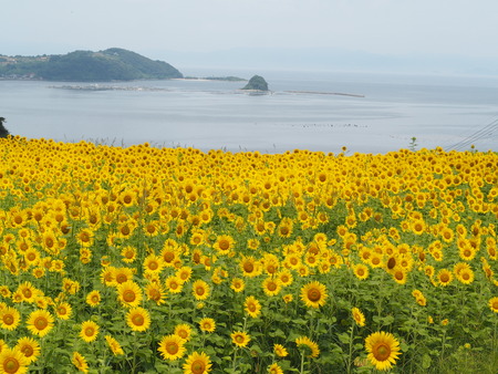 2023.07.22 雲仙市南串山町ひまわり畑P1010361