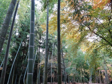 11-DSC05453