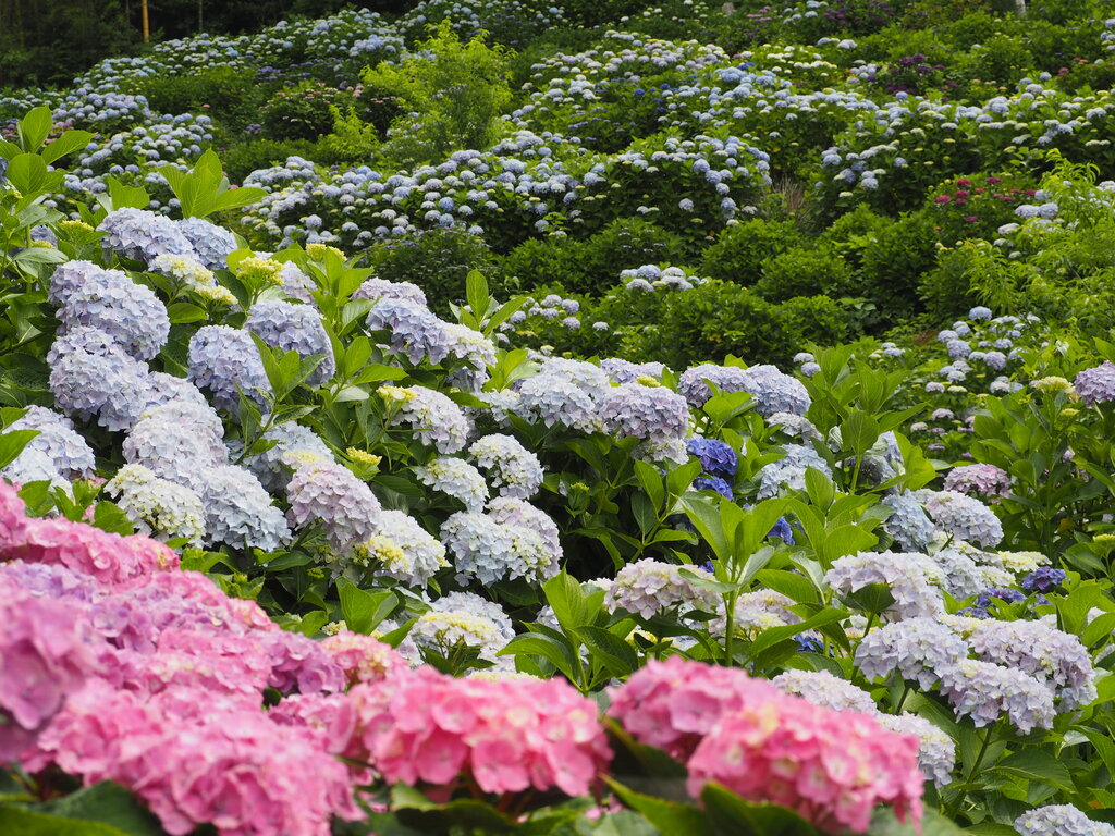 今が超絶見頃！斜面一面を彩る紫陽花！（大村市） : 長崎＠諫早市民