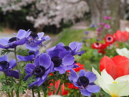 2023.04.01 雲仙市吾妻町 馬渡さんの花畑P1011267