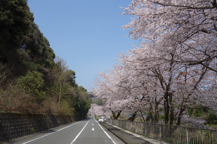 1-多良見町古川の桜DSC04047