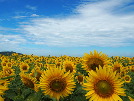 2023.08.05¡¡±ÀÀç»Ô¸ãºÊÄ®¤Ò¤Þ¤ï¤êȪP1011847