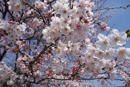 5-多良見町古川の桜DSC04071