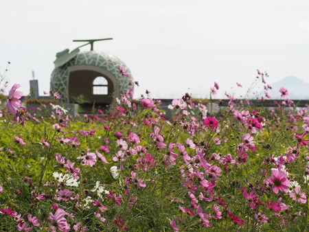 °æºê¥Õ¥ë¡¼¥Ä¥Ð¥¹Ää¤Î¥³¥¹¥â¥¹P1012092