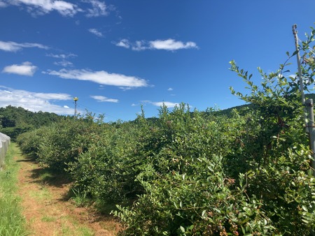 2025.08.14������ԡ����ӥ֥롼�٥꡼��IMG_8852