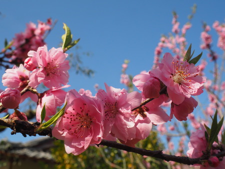 2024.03.16 大村市東大村 松本さん桃の花P3166128