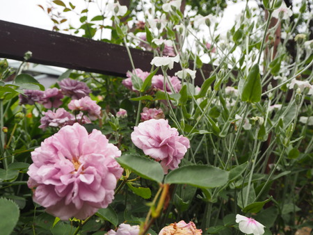 19-諫早市栗面町 Mai's garden P5171441