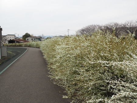 ��¼�ԡ�������褤�Υ業��ʥ�P3081815