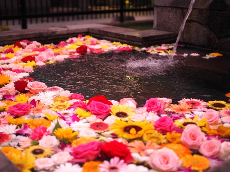 2024.08.25���縶��ޤĤ�P8250010