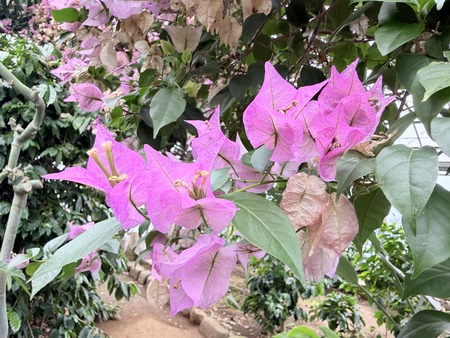 ¥¹¥³¡¼¥³¡¼¥Ò¡¼¥Ñ¡¼¥¯¡¡¥³¡¼¥Ò¡¼±à¡¡¥Ö¡¼¥²¥ó¥Ó¥ê¥¢IMG_6086