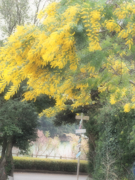 ��¼�ԡ���μ�P3081647