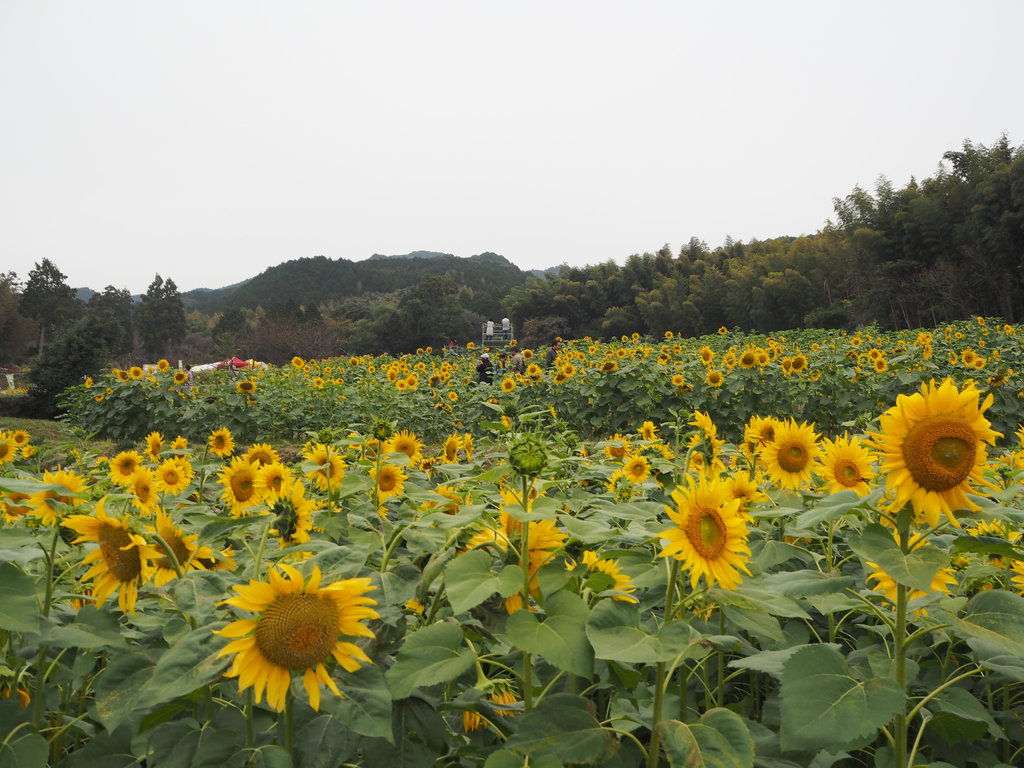 晩秋に咲く1万本のヒマワリ 山田ひまわり園 佐賀県みやき町 長崎 諫早市民 ふくちゃんの食う 寝る 遊ぶ日記 晩秋に咲く1万本のヒマワリ 山田ひまわり園 佐賀県みやき町 長崎 諫早市民 ふくちゃんの食う 寝る 遊ぶ日記