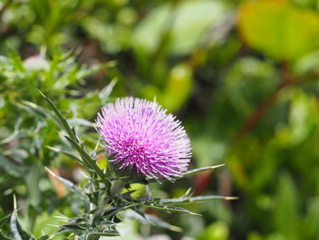 2023.05.04 平戸市生月 P1017107