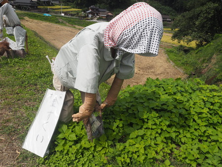 31−波佐見町 鬼木棚田かかしPA060237