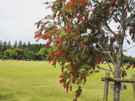 2024.05.11 諫早総合運動公園P5112904