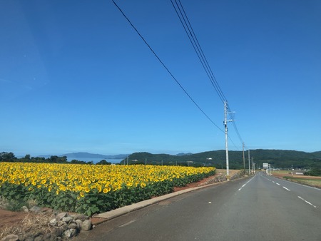 2025.07.25 雲仙市愛野町 ひまわり畑IMG_8053