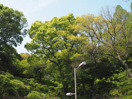 2021.04.10 諫早公園、高城神社、上山つつじ園P4105871