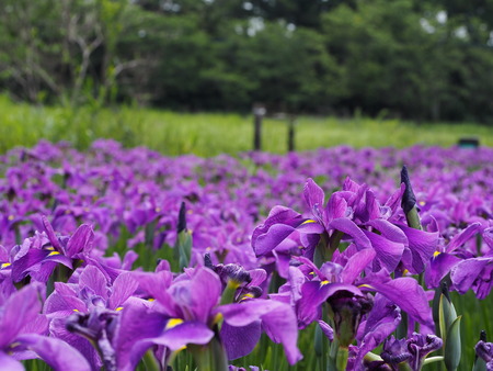 2022.05.31 ����Կ���Į������ϥ���P5291142