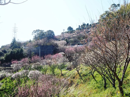 4-長崎市 虎馬園P2233391