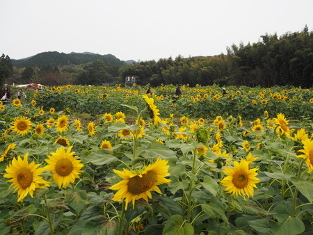 18-佐賀県みやき町 山田 ひまわり園PB033803