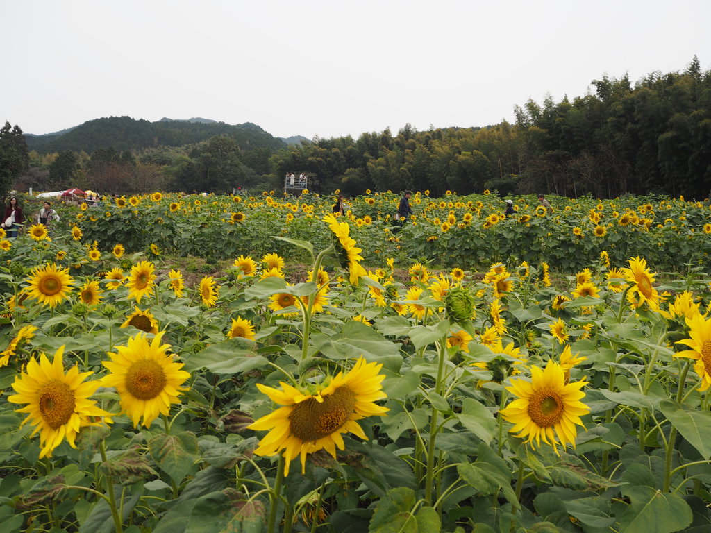 晩秋に咲く1万本のヒマワリ 山田ひまわり園 佐賀県みやき町 長崎 諫早市民 ふくちゃんの食う 寝る 遊ぶ日記 晩秋に咲く1万本のヒマワリ 山田ひまわり園 佐賀県みやき町 長崎 諫早市民 ふくちゃんの食う 寝る 遊ぶ日記