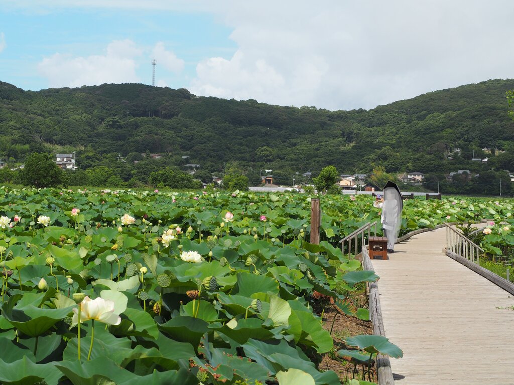 22 蓮の花の見頃が続いてます 唐比ハス園 諫早市森山町 長崎 諫早市民 ふくちゃんの食う 寝る 遊ぶ日記