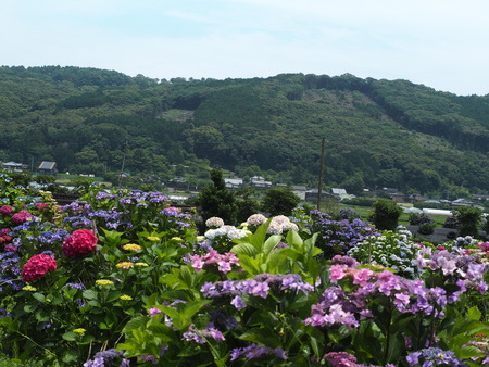 2023.06.10������Կ���Į���ä��������ࡡ���Ĥ�����P1019844