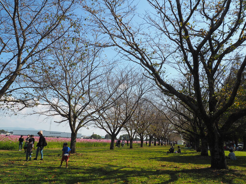 22 広大で圧巻のコスモス園 キリンビール福岡工場 キリン花園 福岡県朝倉市 長崎 諫早市民 ふくちゃんの食う 寝る 遊ぶ日記