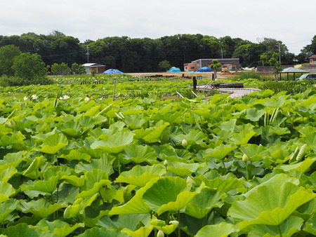 2022.06.18 諫早市森山町 唐比ハス園P6171710