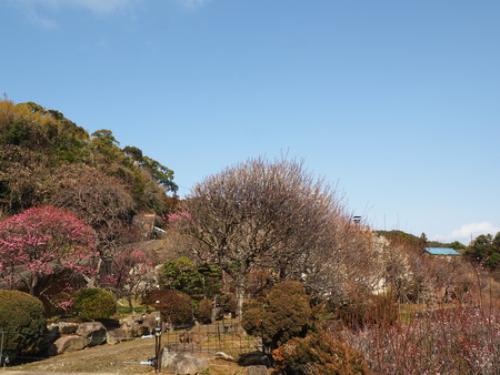 2023.02.15 長崎市松原町 原種梅林 虎馬園P1016141