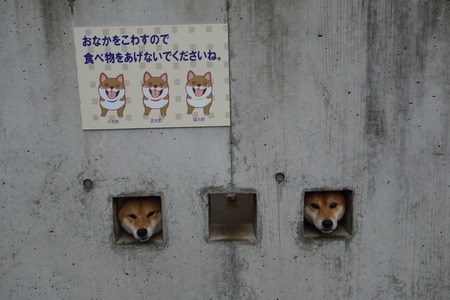 10−島原 柴犬DSC09233