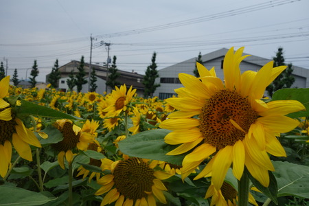 15-大村市 樹蘭DSC07475