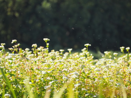 ����Թ���Į�������β�PB161493