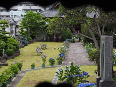 2024.06.02 長崎市 興福寺あじさいP6027381