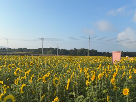 ピンク色のどこでもドア 愛野町じゃがいも畑(黄色ドア)IMG_8667