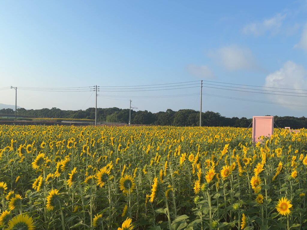 満開！夏色の扉と、じゃがいも畑のひまわり（雲仙市愛野町） : 長崎